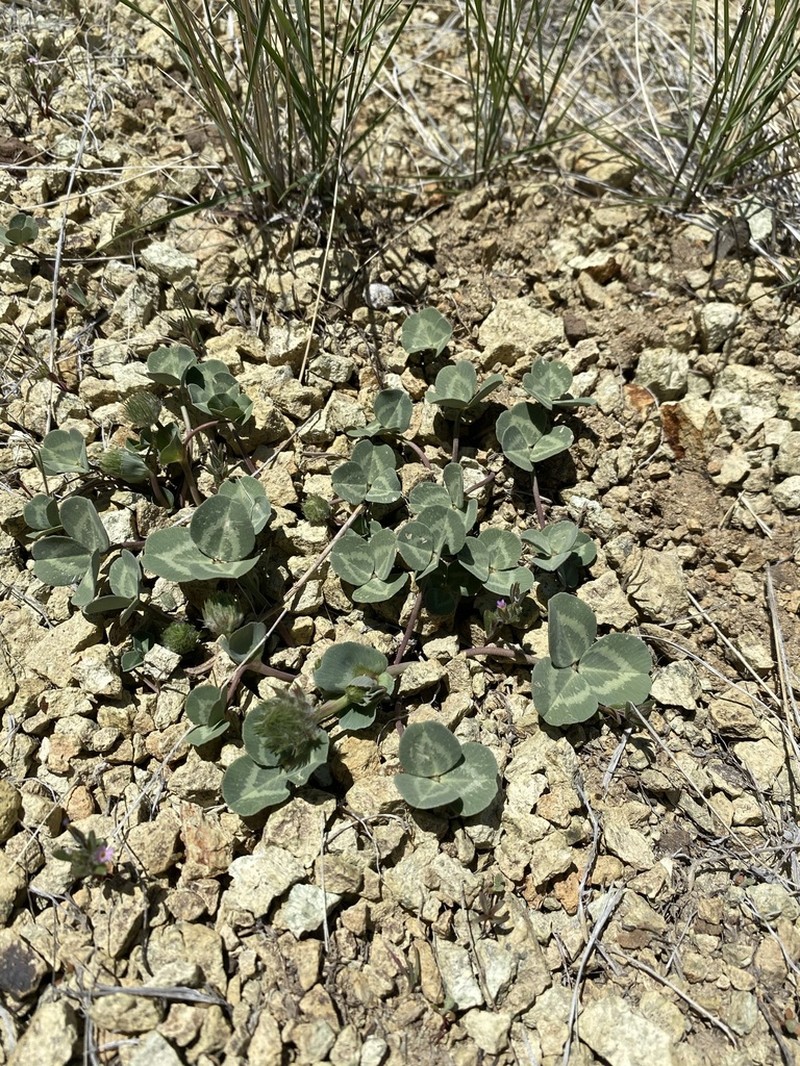 Owyhee Clover photo 7