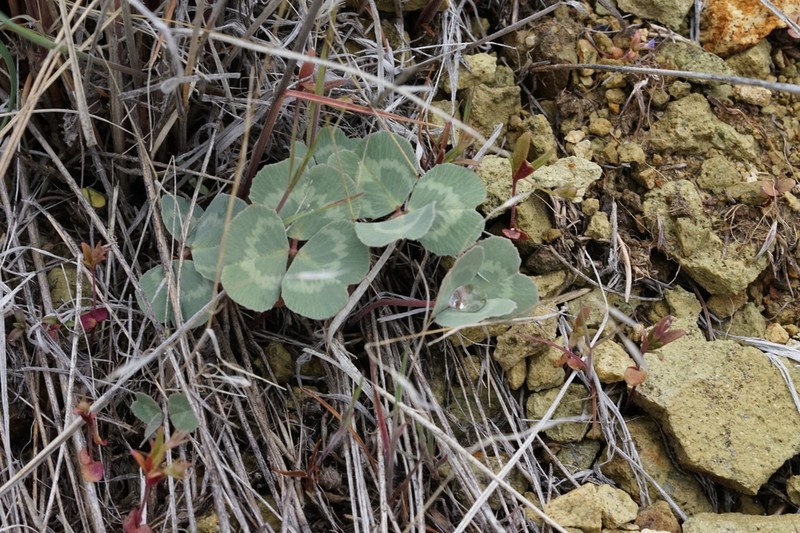 Owyhee Clover photo 8