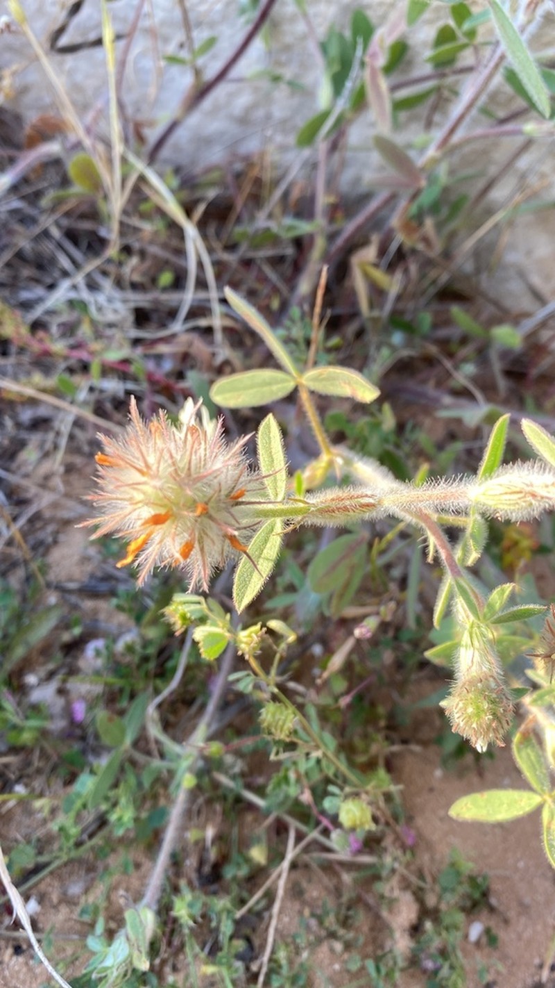 Palestine Clover photo 2