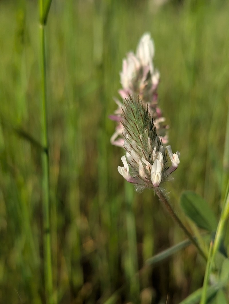 Palestine Clover photo 3