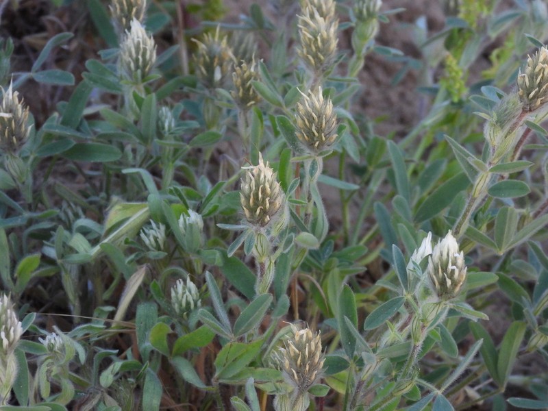 Palestine Clover photo 4