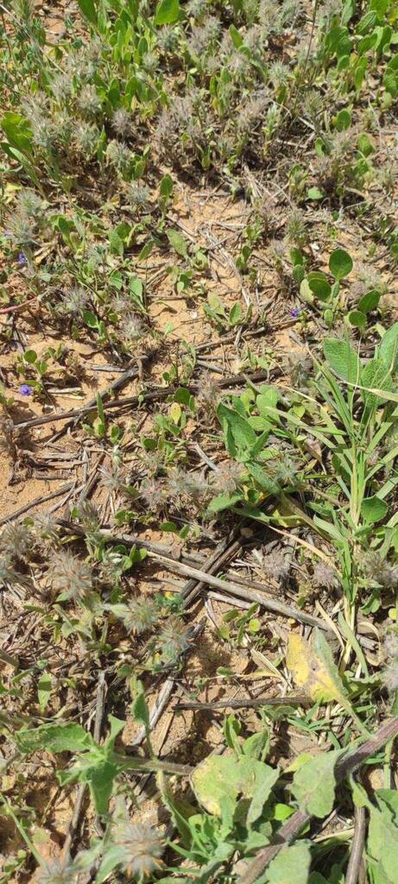 Palestine Clover photo 5