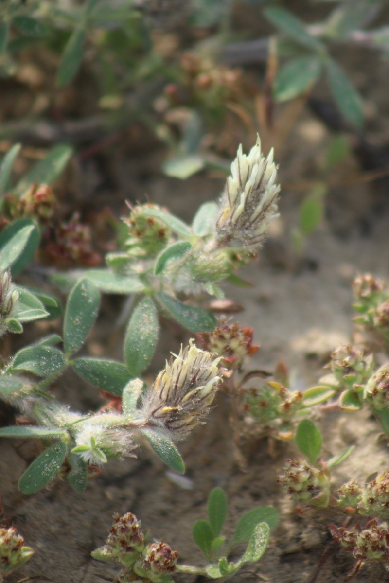 Palestine Clover photo 6
