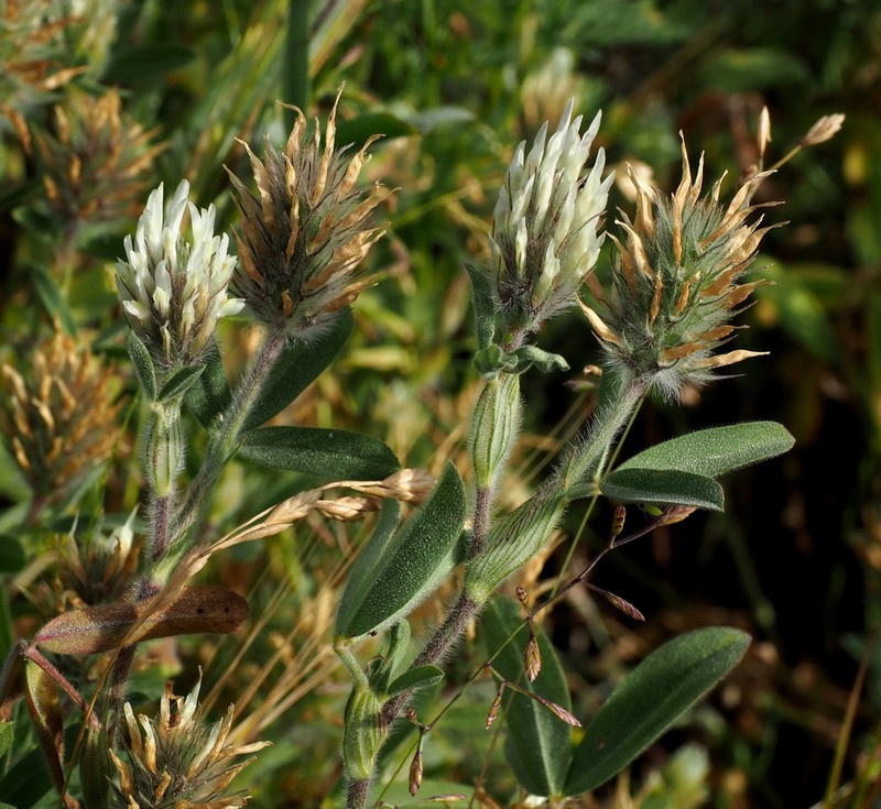 Palestine Clover photo 7
