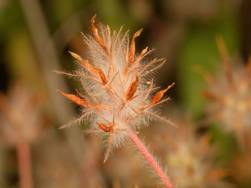 Palestine Clover photo 8