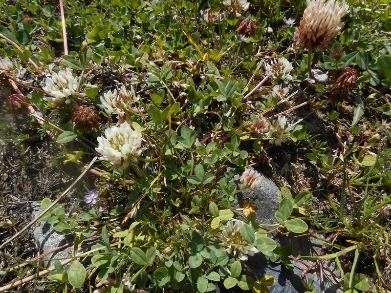 Trifolium pallescens