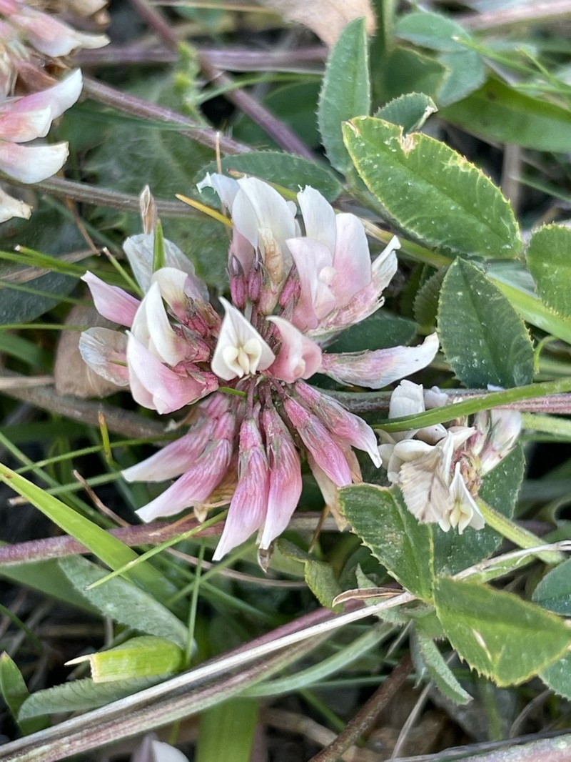 Trifolium pallescens photo 2