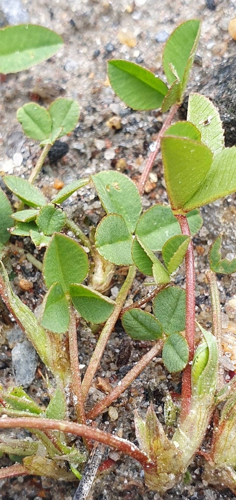 Trifolium pallescens photo 3