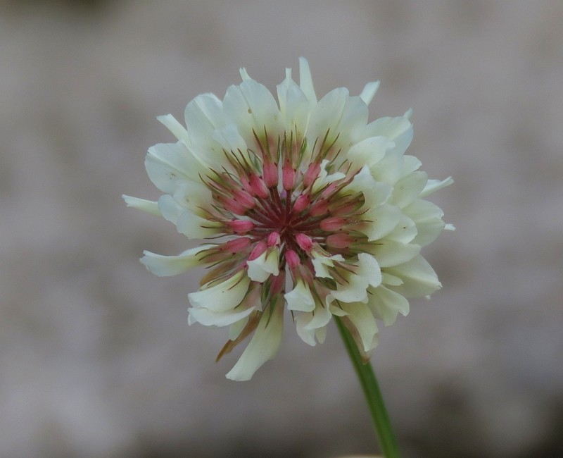 Trifolium pallescens photo 4
