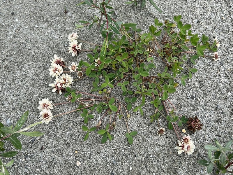 Trifolium pallescens photo 5