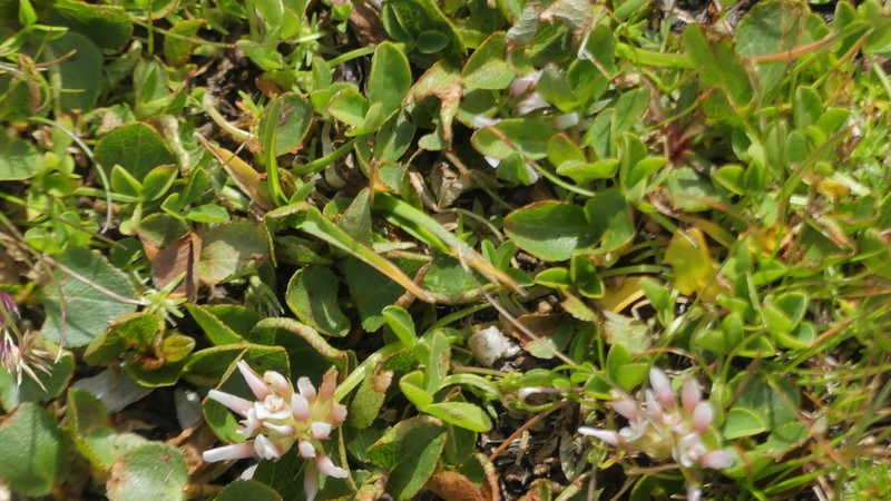 Trifolium pallescens photo 6