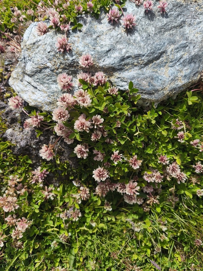 Trifolium pallescens photo 7