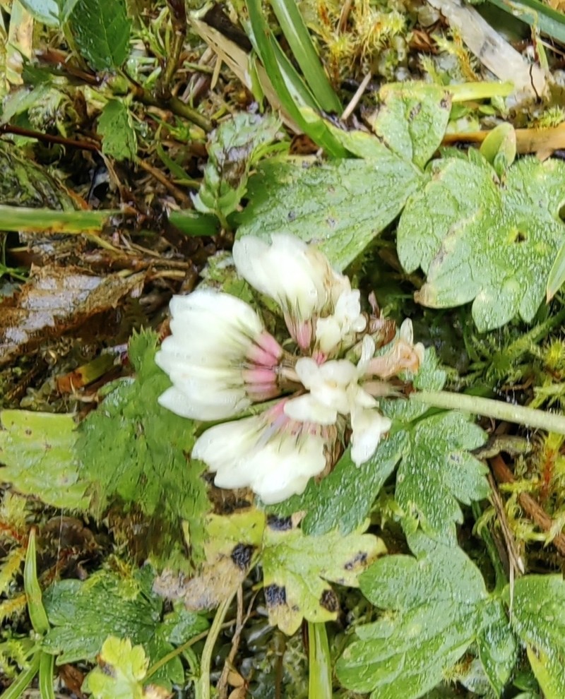 Trifolium pallescens photo 8