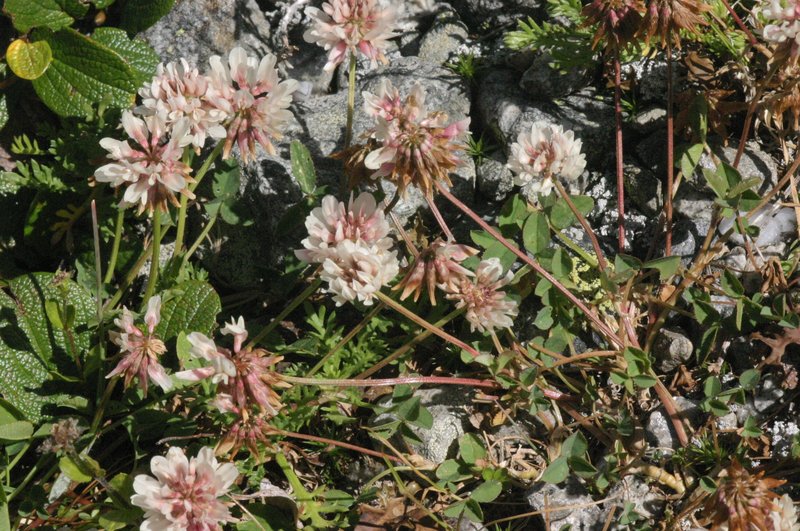 Trifolium pallescens