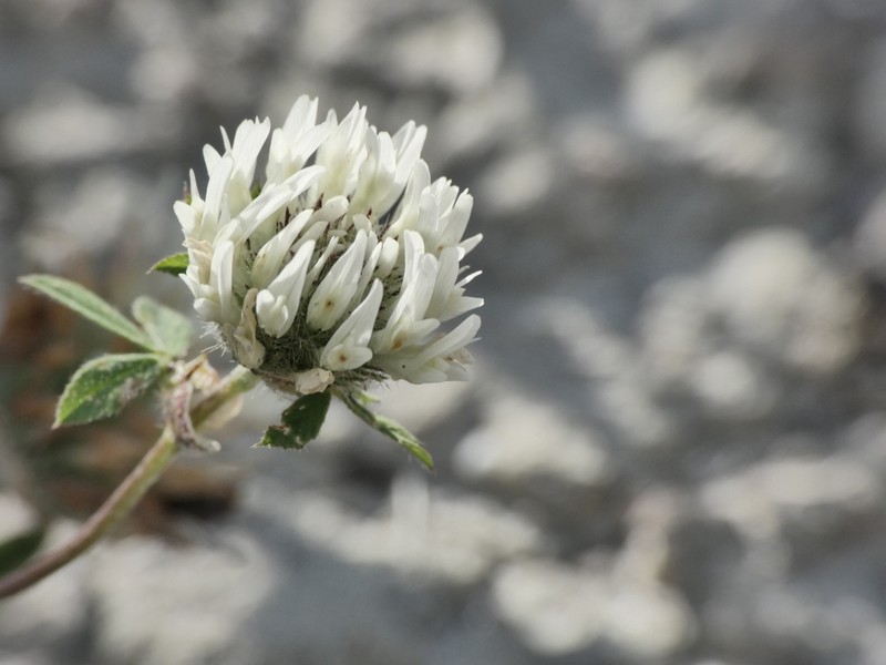 Trifolium pallidum photo 2