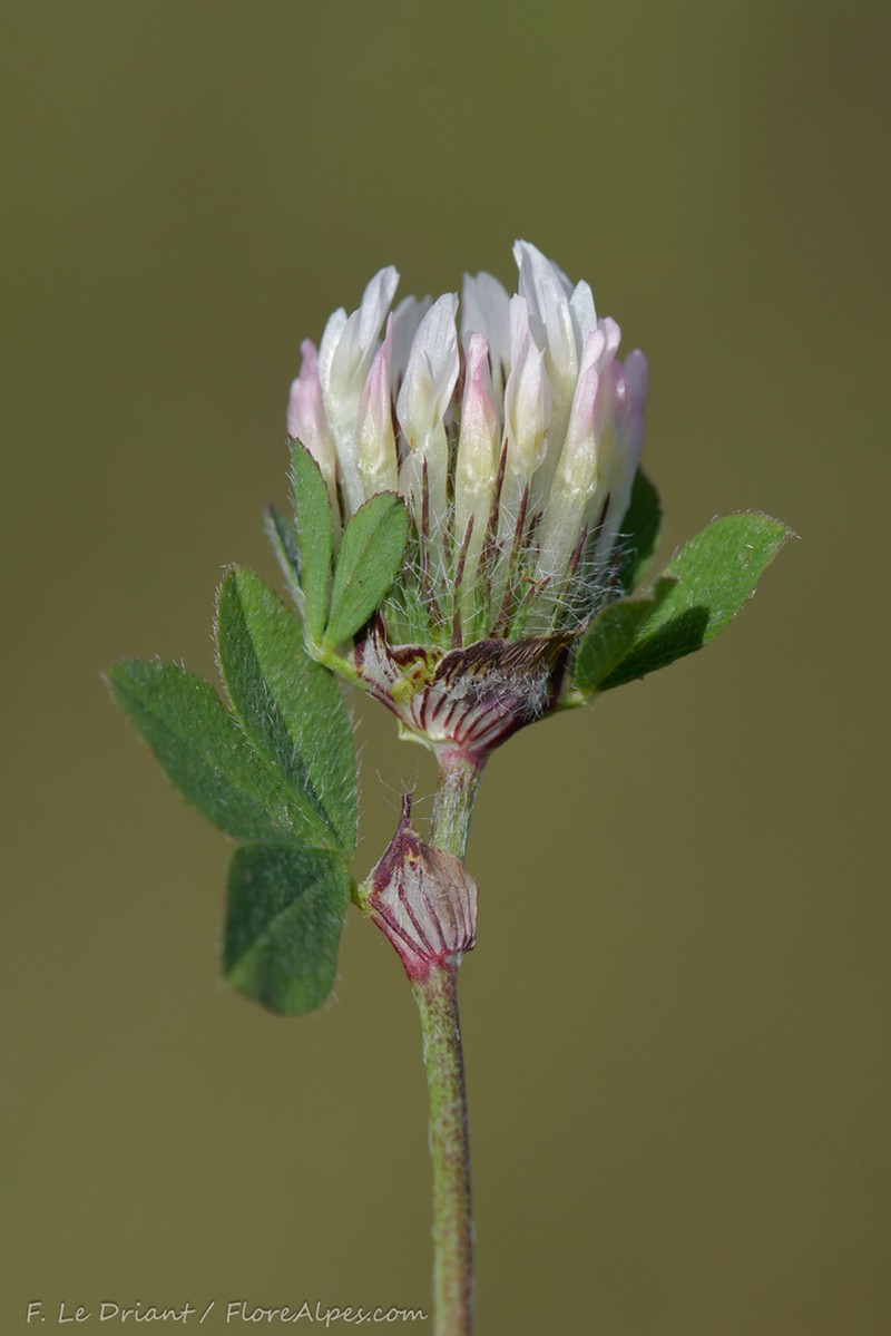 Trifolium pallidum photo 3