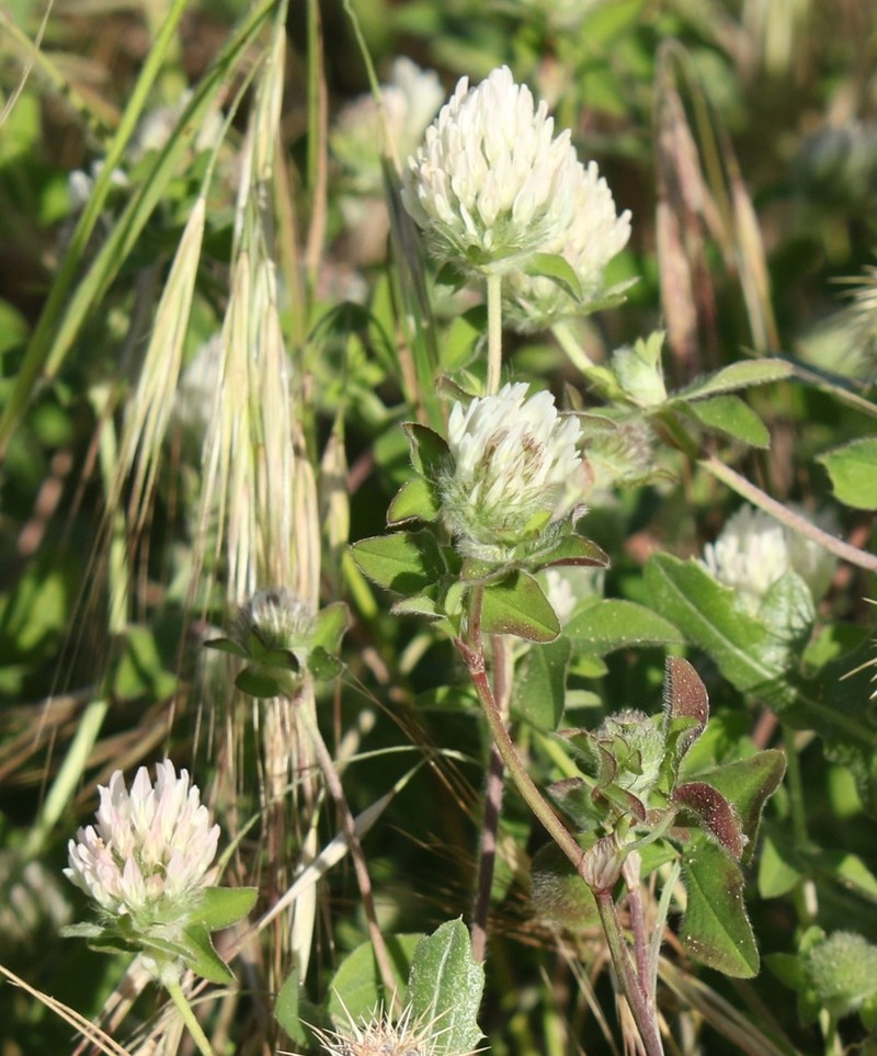 Trifolium pallidum photo 4
