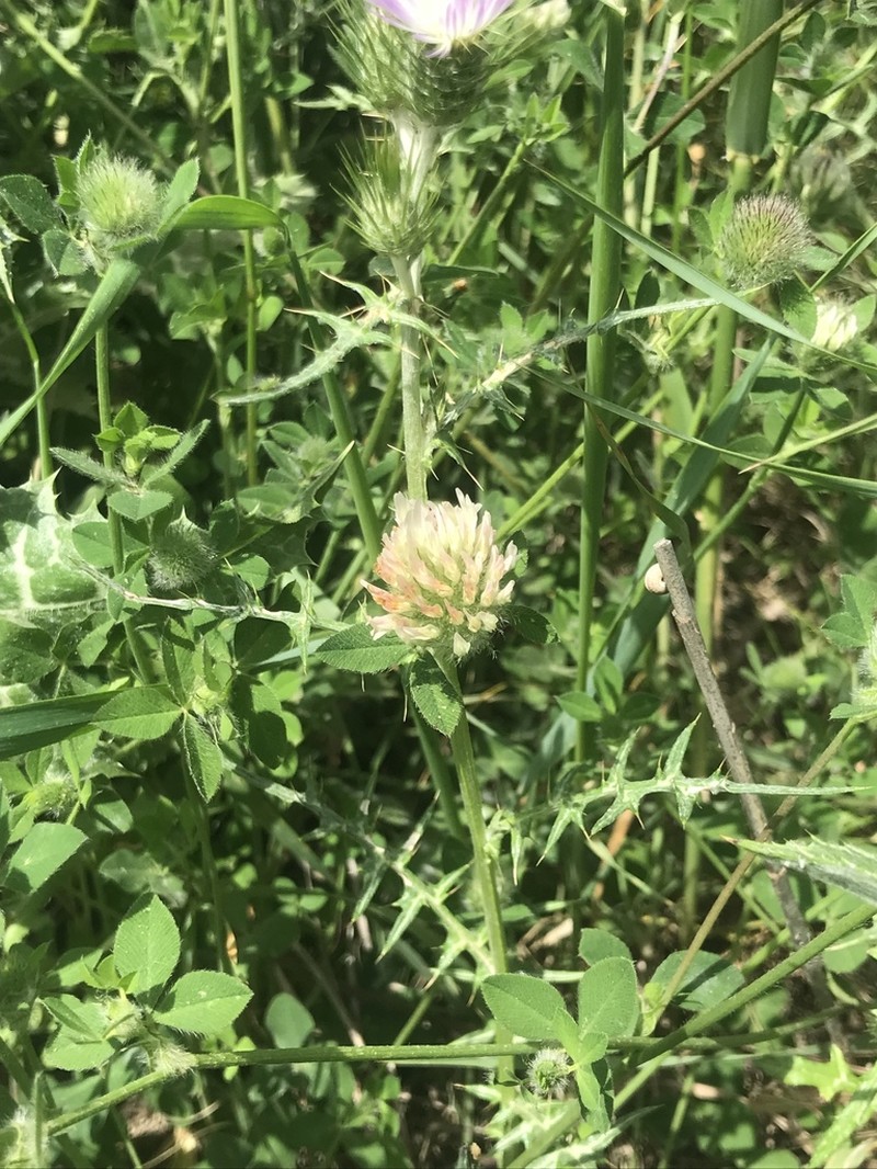 Trifolium pallidum photo 5