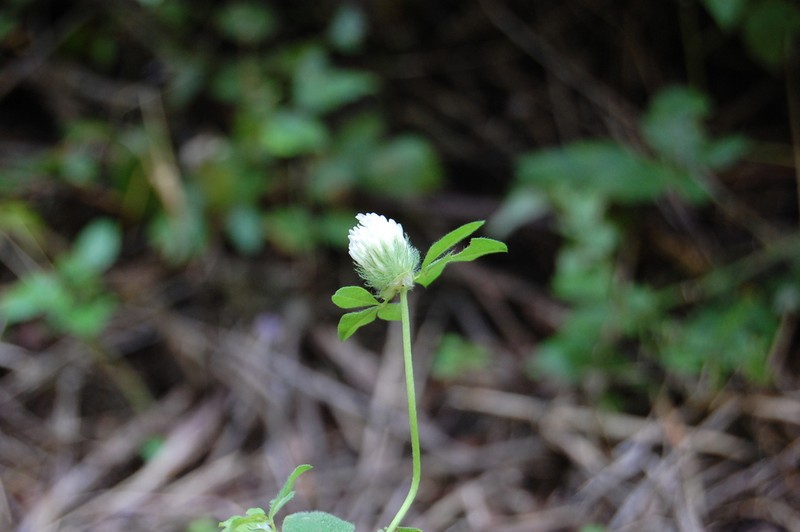 Trifolium pallidum photo 6