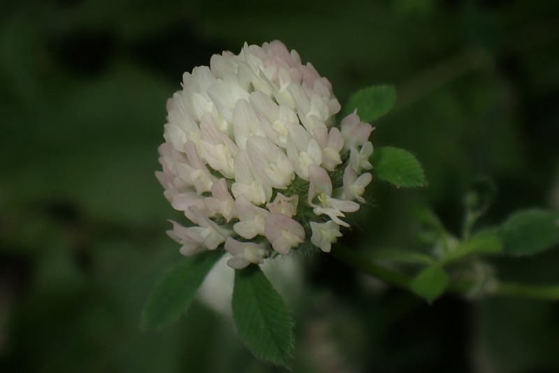 Trifolium pallidum photo 7