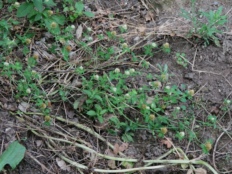 Trifolium pallidum photo 8