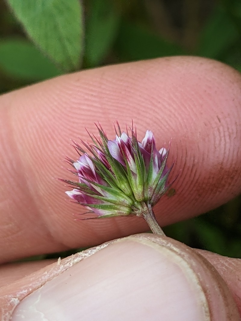Trifolium palmeri