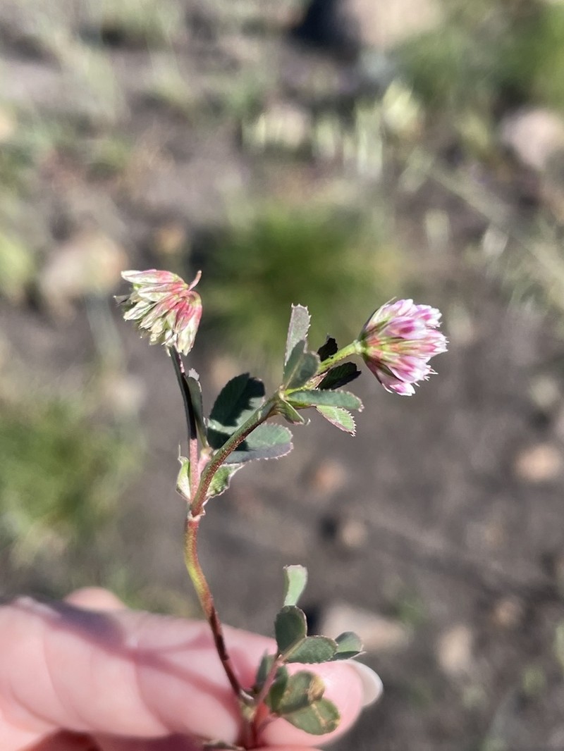 Trifolium palmeri photo 2