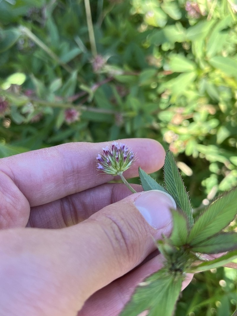 Trifolium palmeri photo 3