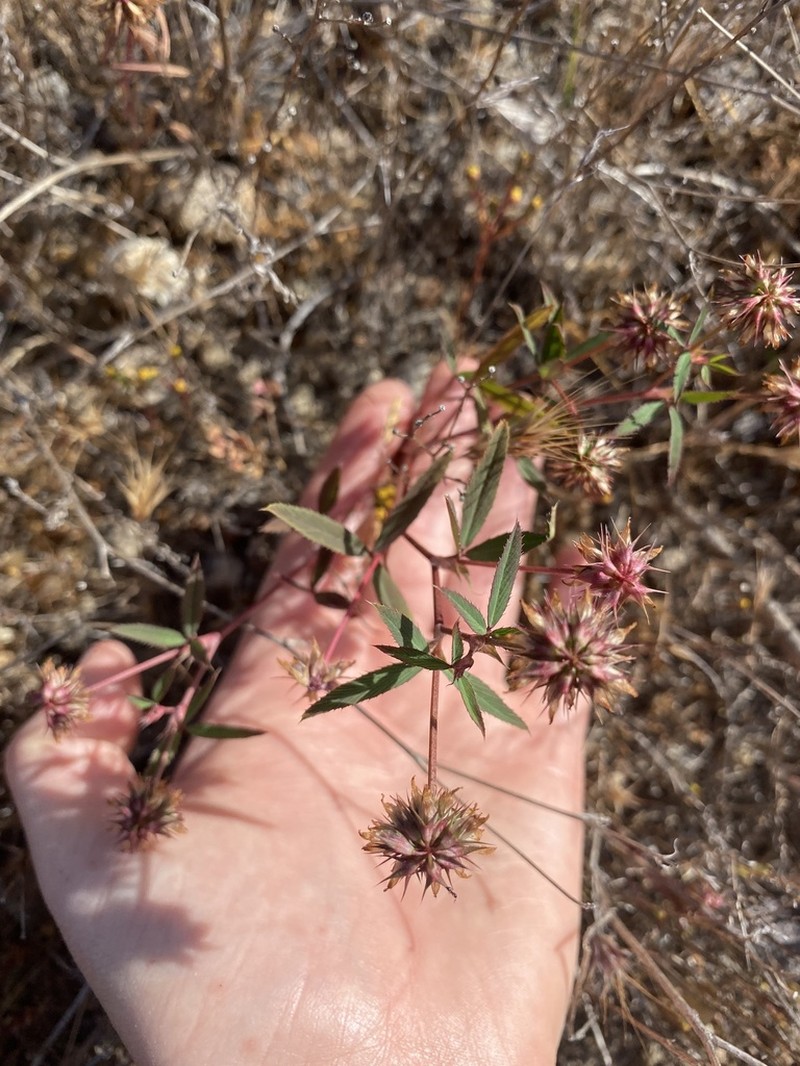 Trifolium palmeri photo 4