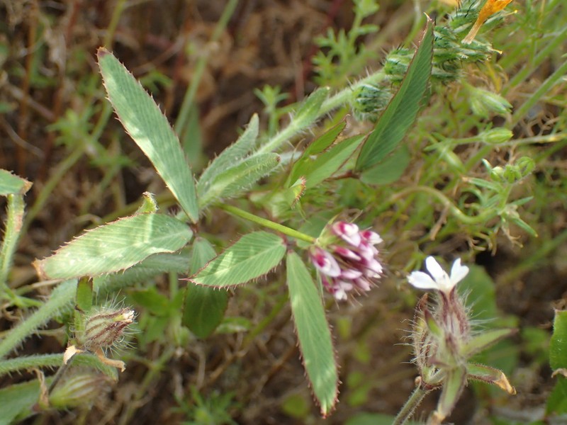 Trifolium palmeri photo 5
