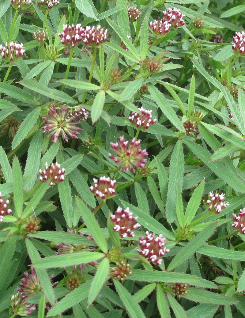 Trifolium palmeri photo 6