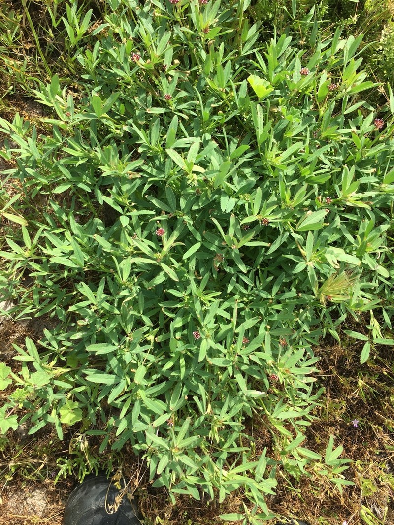 Trifolium palmeri photo 7