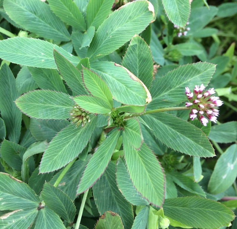 Trifolium palmeri photo 8