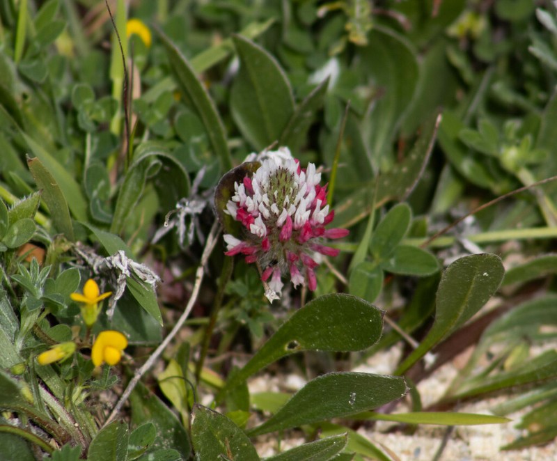 Trifolium pamphylicum