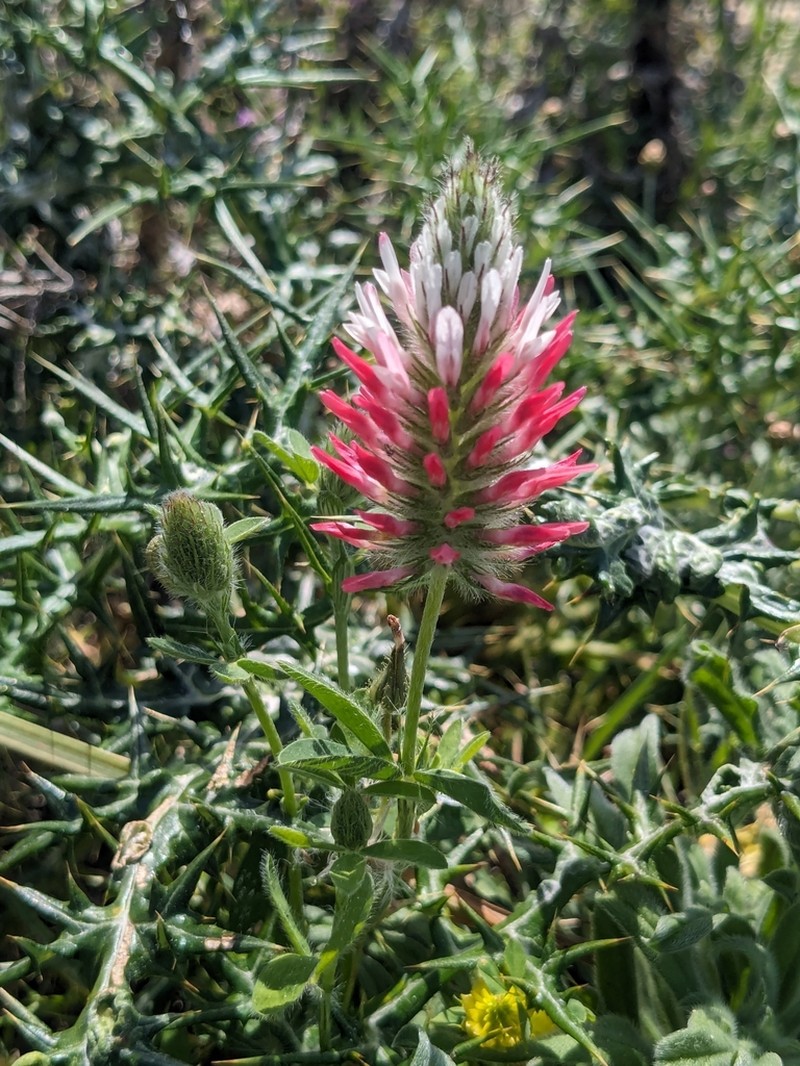 Trifolium pamphylicum photo 2
