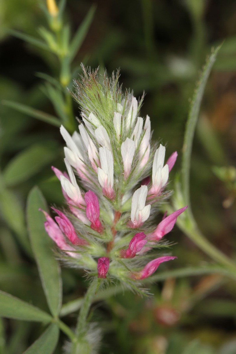 Trifolium pamphylicum photo 3