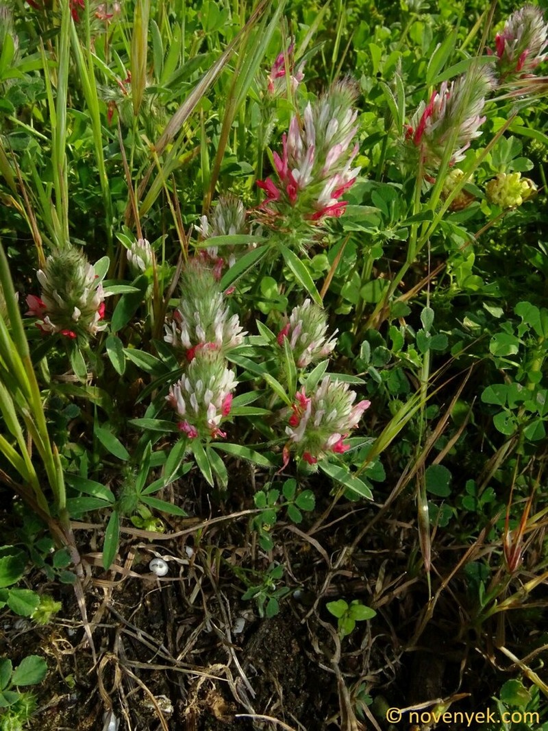 Trifolium pamphylicum photo 4