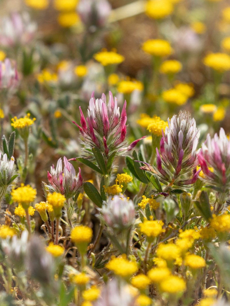 Trifolium pamphylicum photo 5