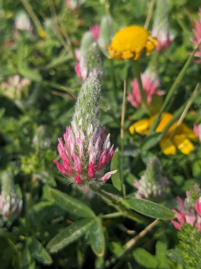 Trifolium pamphylicum photo 6