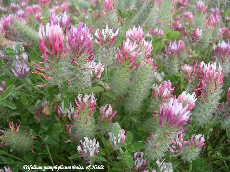 Trifolium pamphylicum photo 7
