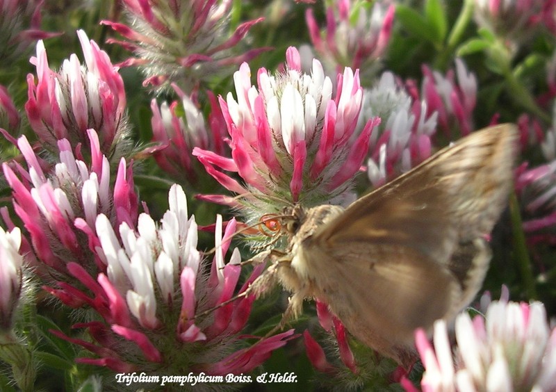 Trifolium pamphylicum photo 8