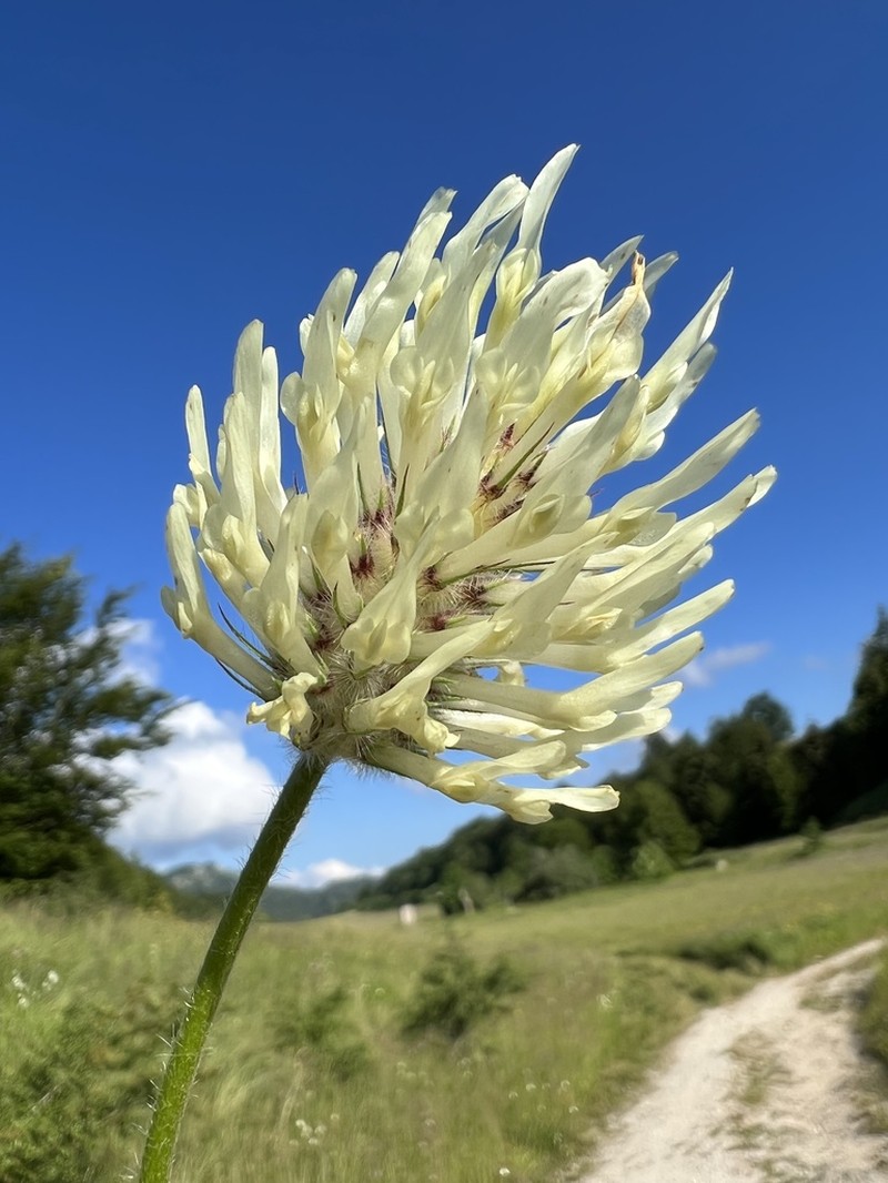 Hungarian Clover photo 3