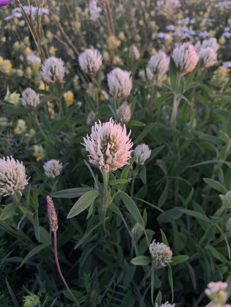 Hungarian Clover photo 7