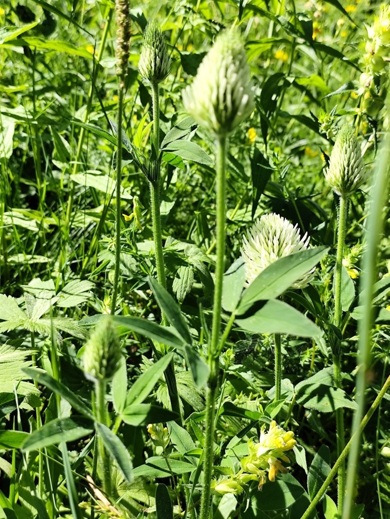 Hungarian Clover photo 8
