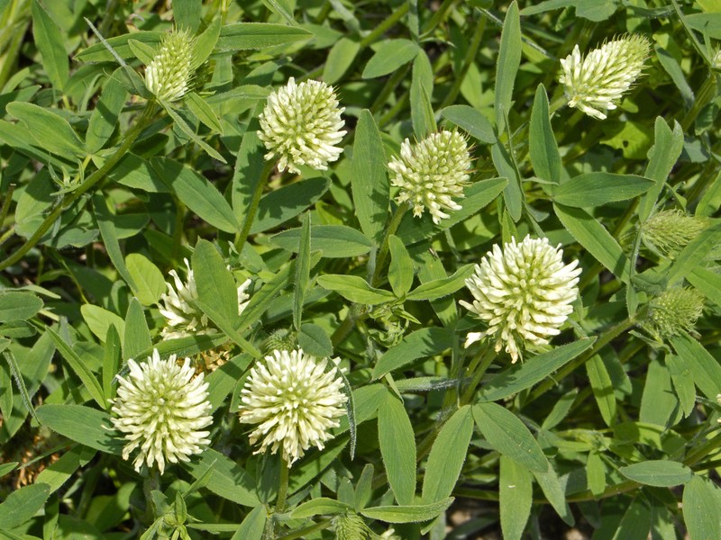 Hungarian Clover