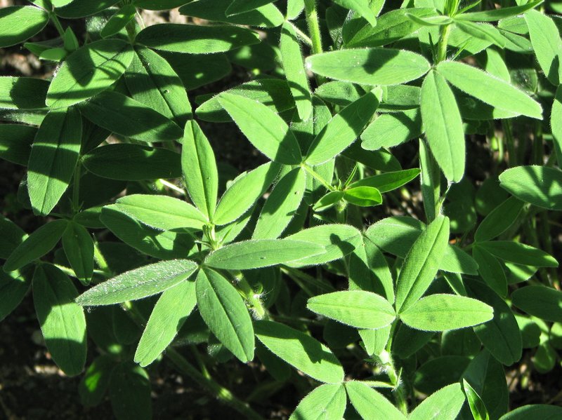 Hungarian Clover photo 4