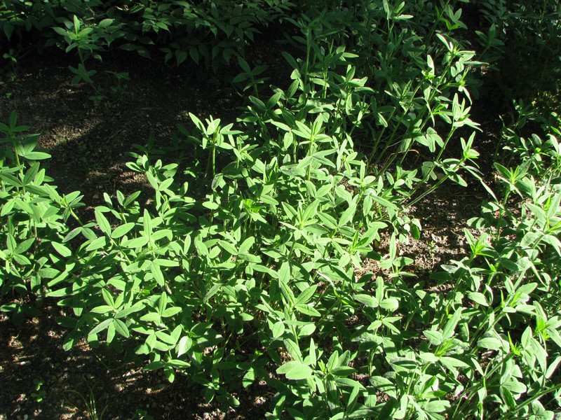 Hungarian Clover photo 2