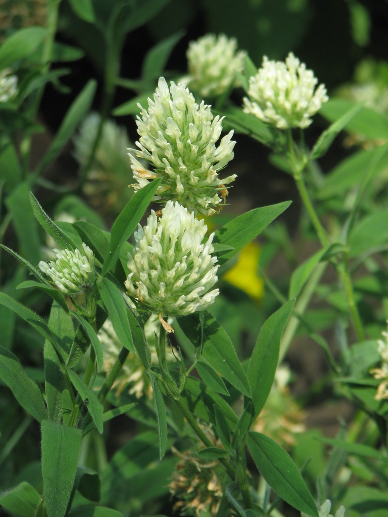 Hungarian Clover photo 3