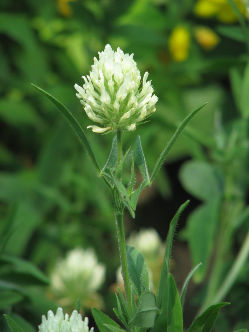 Hungarian Clover photo 5