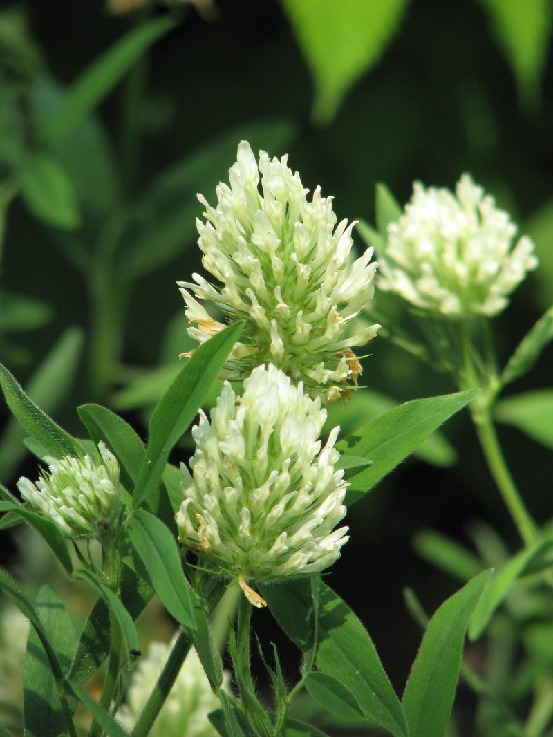 Hungarian Clover photo 7